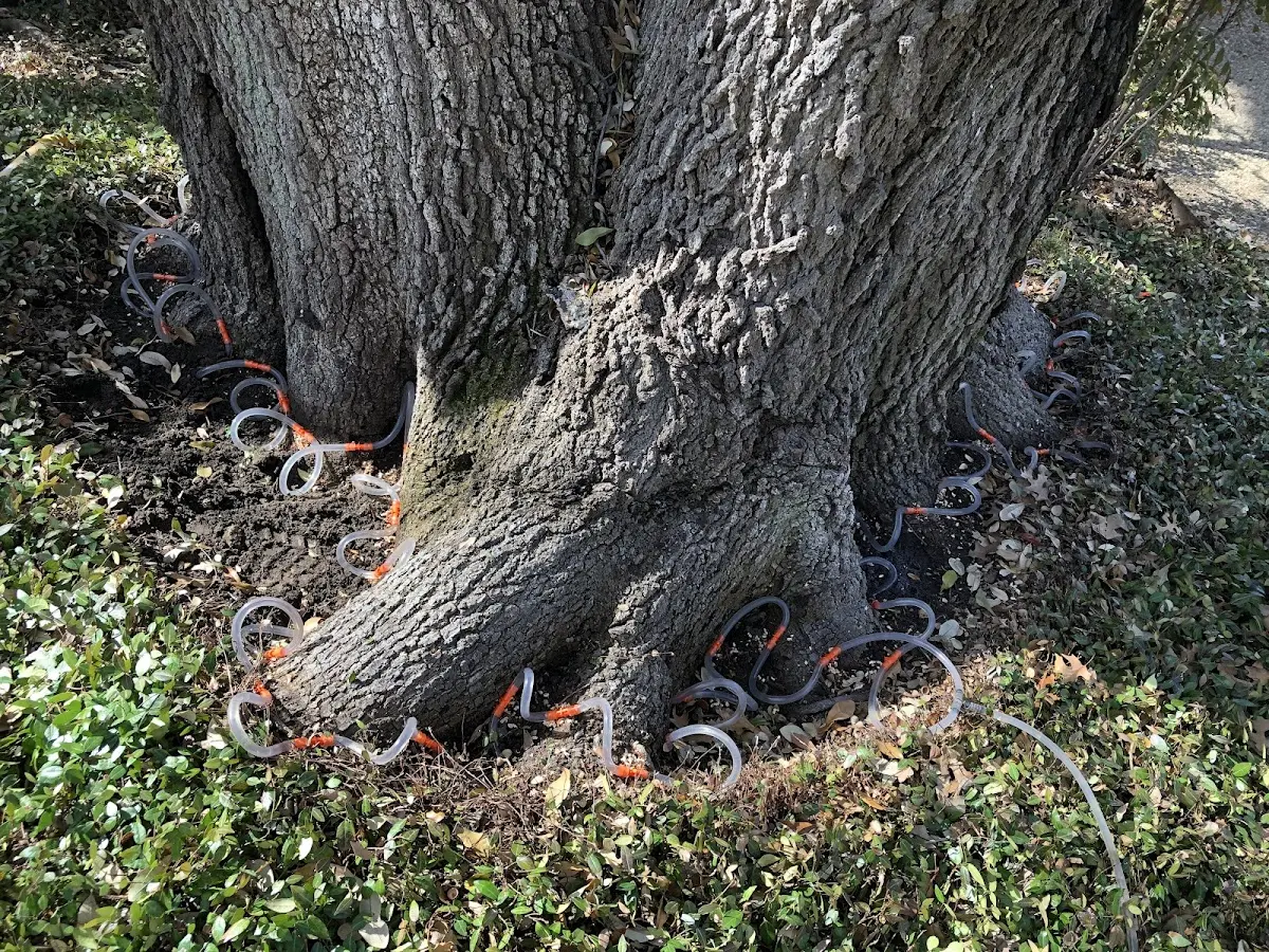 Detailed Tree Cabling and Bracing job site in East Lynn