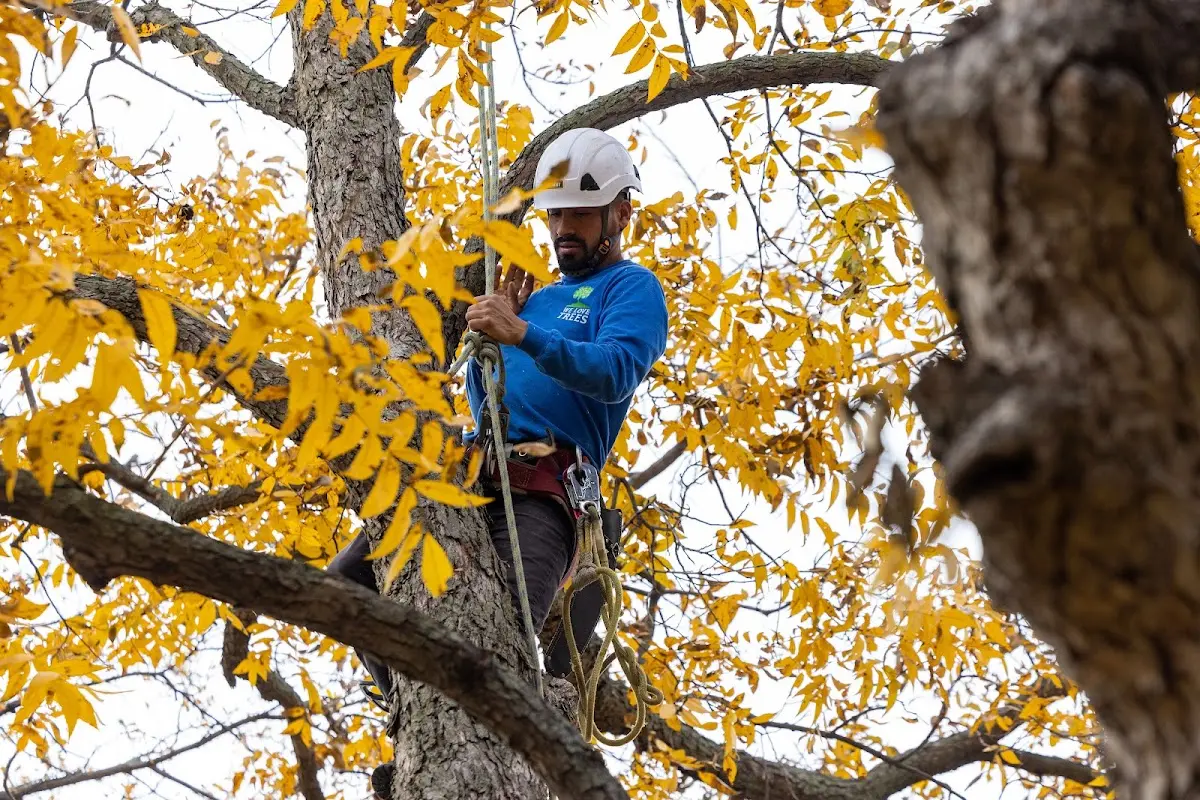 Skilled Storm Damage Cleanup crew working in East Lynn